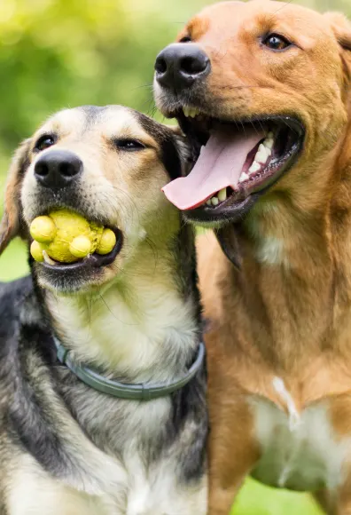 two dogs with toy